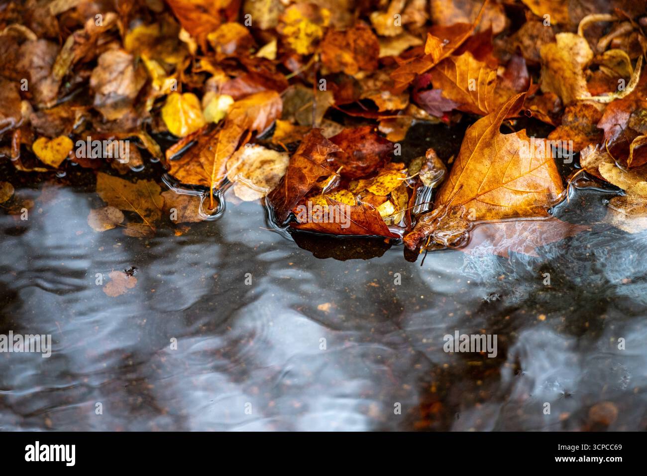 Immagini ad alta risoluzione delle foglie autunnali che cadono a terra a fine settembre. ©Paul Todd/OUTSIDEIMAGES.COM OUTSIDE IMAGES PHOTO AGENCY Foto Stock