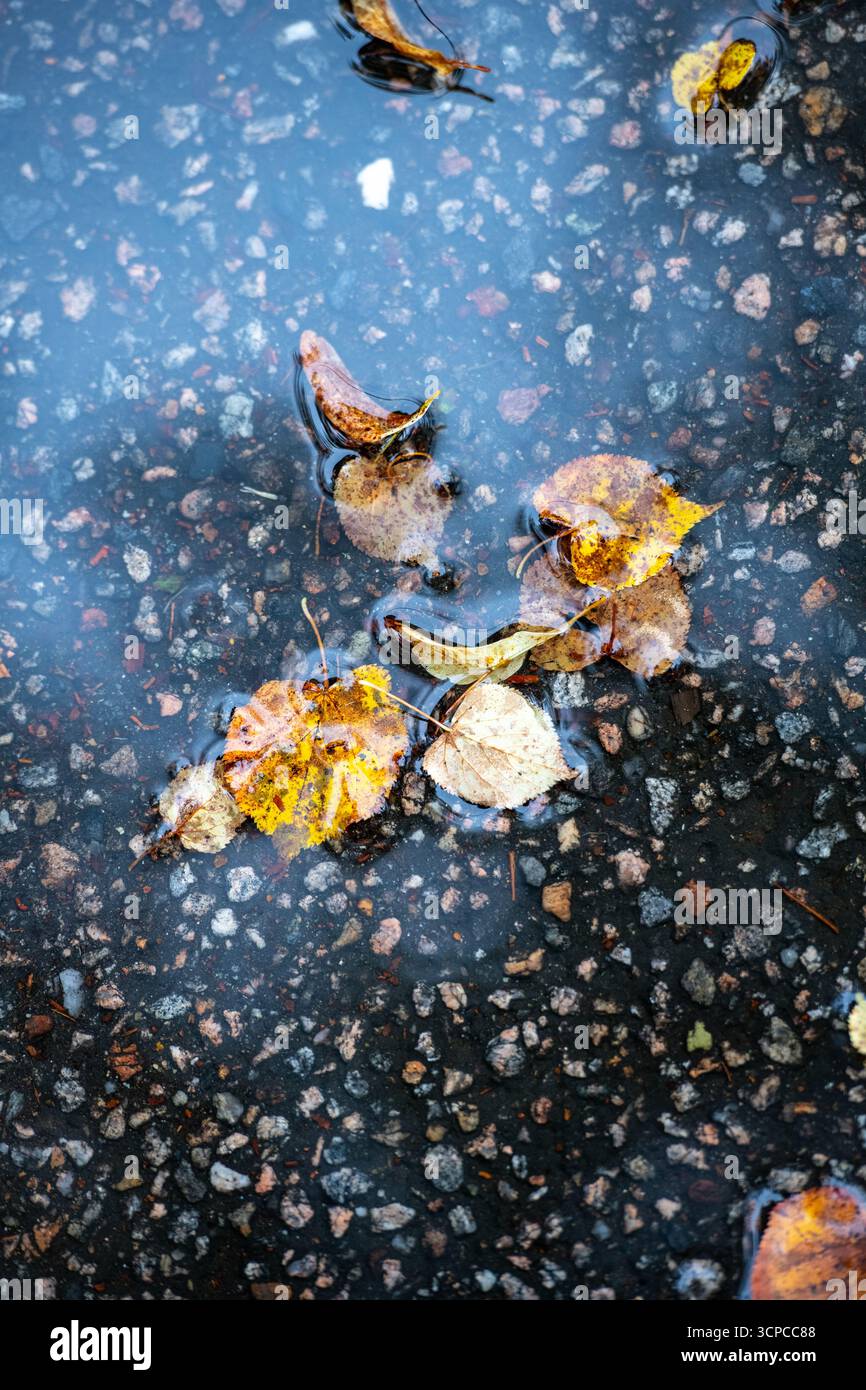 Immagini ad alta risoluzione delle foglie autunnali che cadono a terra a fine settembre. ©Paul Todd/OUTSIDEIMAGES.COM OUTSIDE IMAGES PHOTO AGENCY Foto Stock