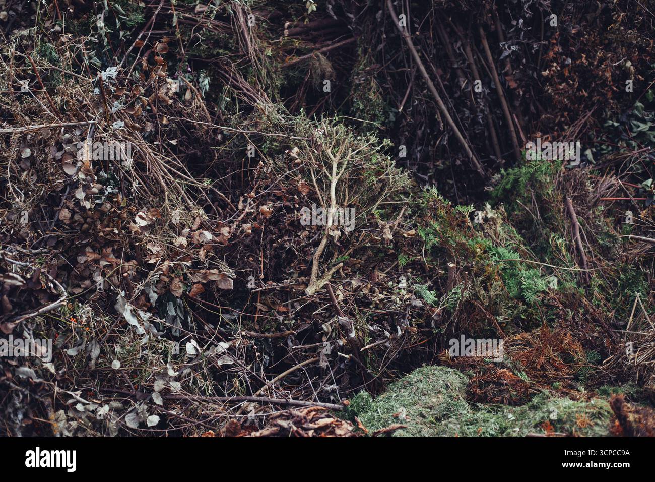 Fondo rustico consistenza di erba secca, vegetazione secca, foglie e rami rotti Foto Stock