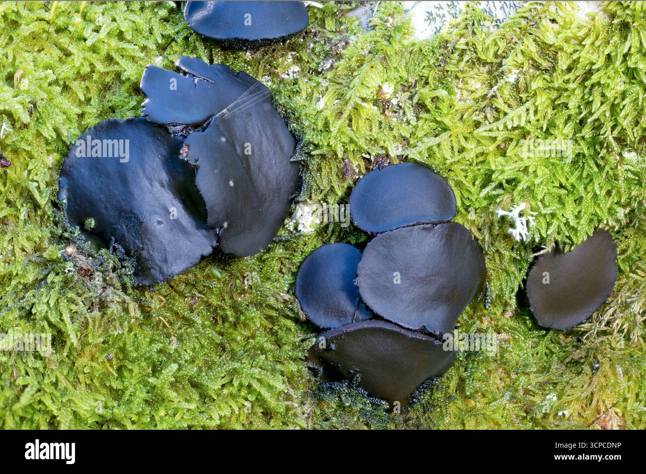 Liquirizia dei poveri (Bulgaria inquinans) da Hidra, Norvegia sud-occidentale a settembre. Foto Stock Liquirizia dei poveri (Bulgaria inquinans) da Hidra, Norvegia sud-occidentale a settembre. Foto Stock