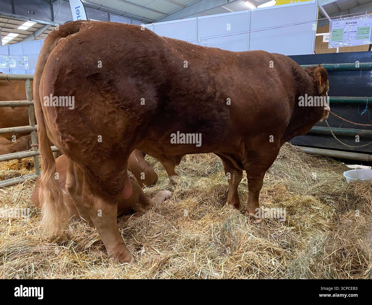 Toro del Parthenais Parthenay Francia Foto Stock