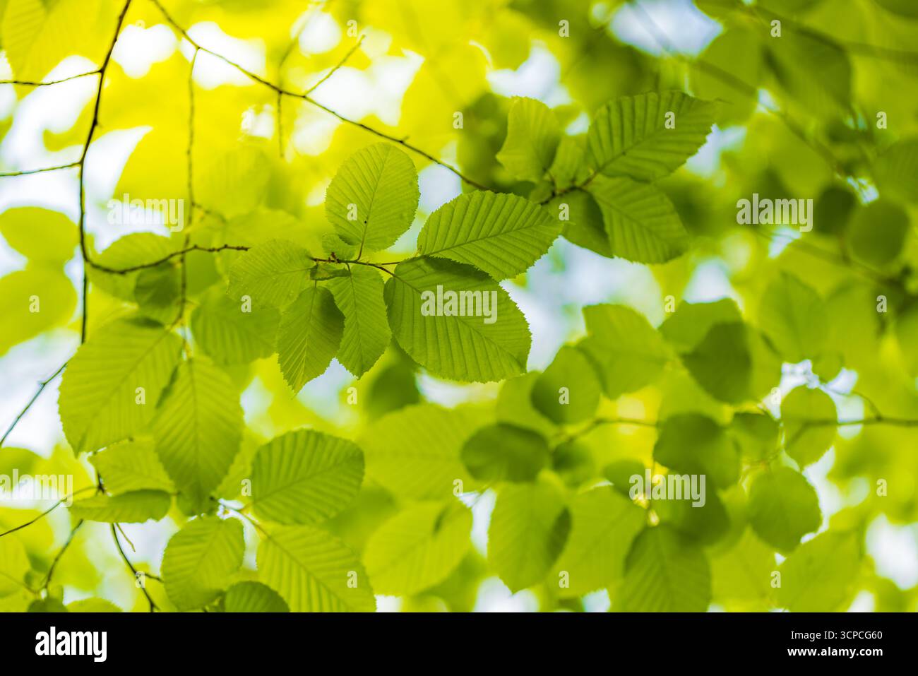 Foglie verdi tranquille di primavera, fresco sfondo naturale, fogliame botanico sereno, luce soffusa del sole all'aperto Foto Stock