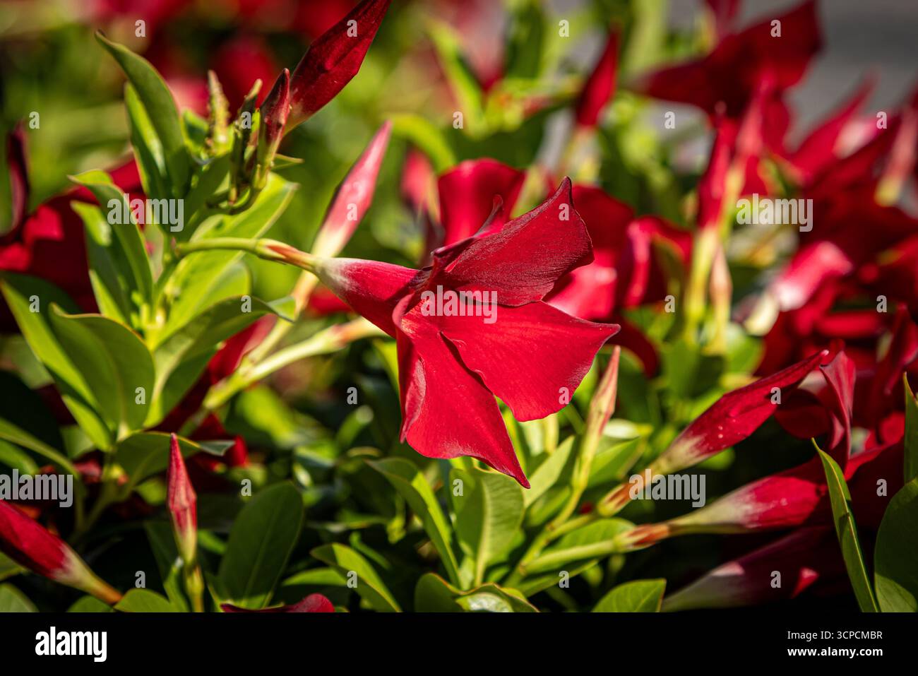 Un primo piano di fiori di mandevilla in fiore in un giorno di settembre Foto Stock