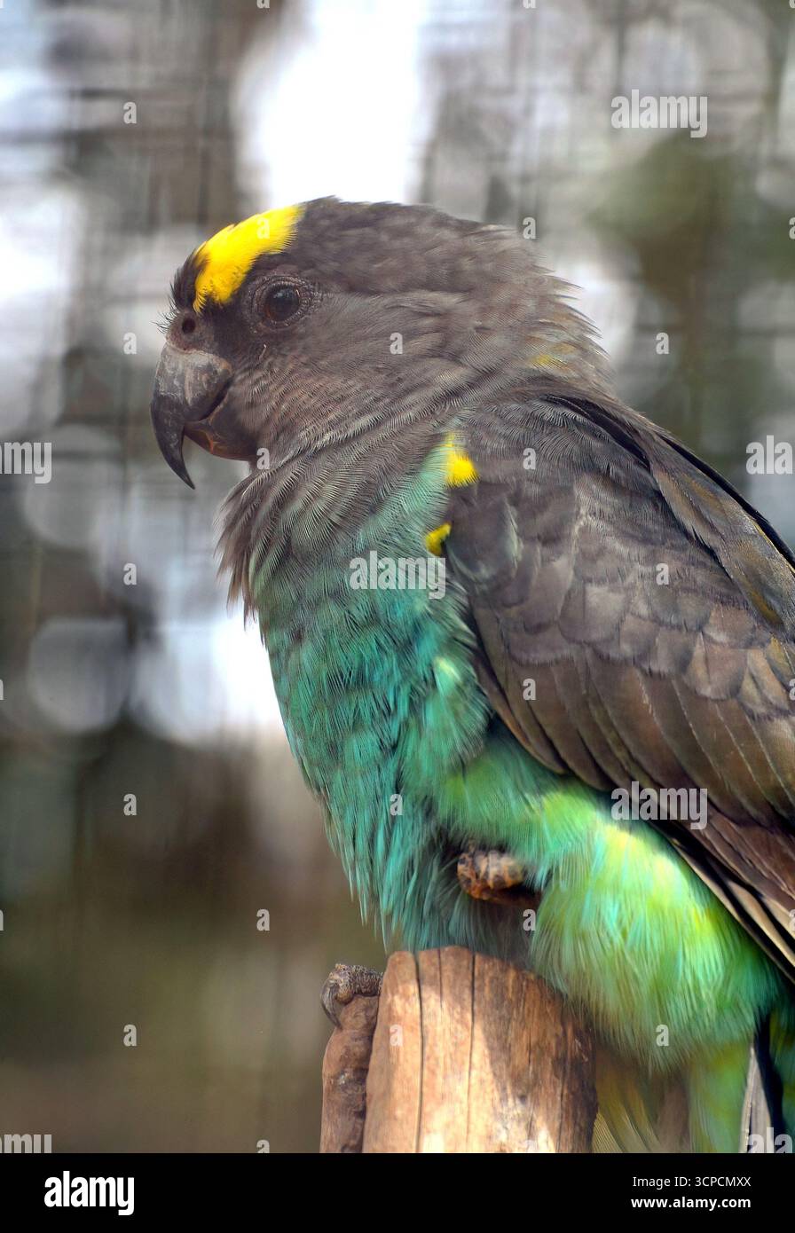 Pappagallo di Meyer, pappagallo bruno, Goldbugpapagei, Perroquet de Meyer, Poicephalus meyeri, szavannai afropapagáj Foto Stock