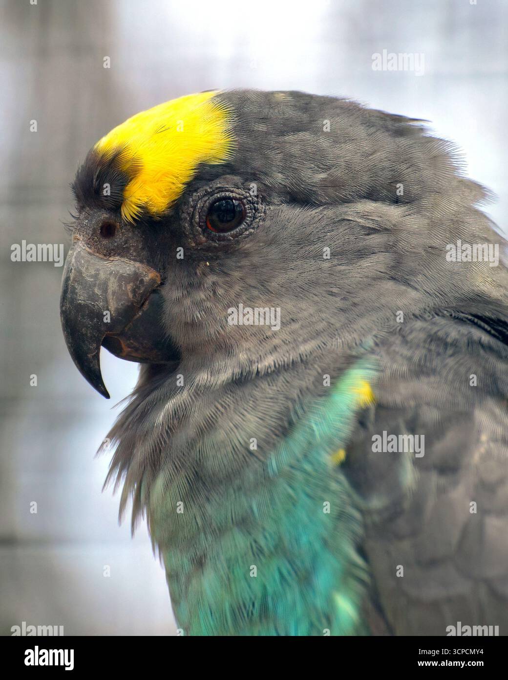 Pappagallo di Meyer, pappagallo bruno, Goldbugpapagei, Perroquet de Meyer, Poicephalus meyeri, szavannai afropapagáj Foto Stock