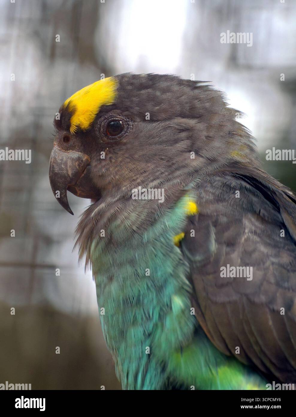 Pappagallo di Meyer, pappagallo bruno, Goldbugpapagei, Perroquet de Meyer, Poicephalus meyeri, szavannai afropapagáj Foto Stock