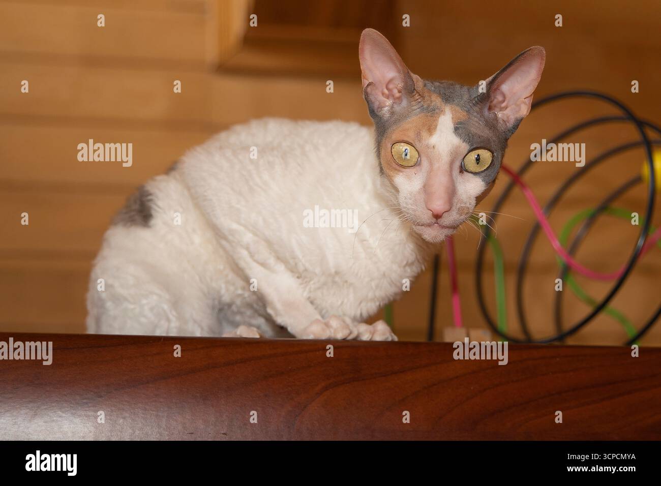 Elegante gatto Cornish Rex con pelliccia corta riccia e grandi orecchie sedute all'interno accanto a una parete e a una finestra in legno. Ritratto unico della razza, animale domestico e retro animale Foto Stock Elegante gatto Cornish Rex con pelliccia corta riccia e grandi orecchie sedute all'interno accanto a una parete e a una finestra in legno. Ritratto unico della razza, animale domestico e retro animale Foto Stock
