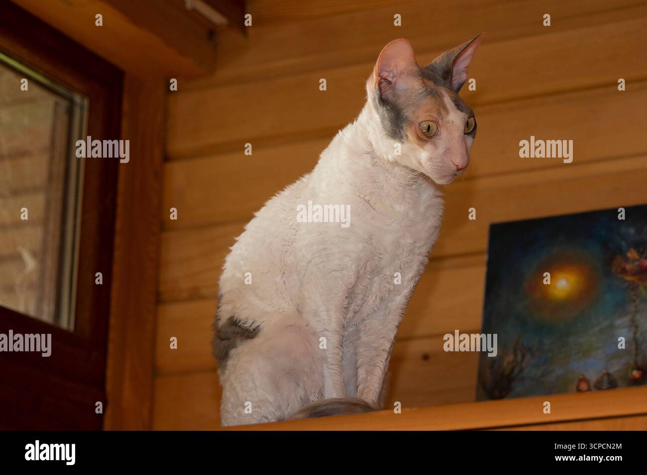Elegante gatto Cornish Rex con pelliccia corta riccia e grandi orecchie sedute all'interno accanto a una parete e a una finestra in legno. Ritratto unico della razza, animale domestico e retro animale Foto Stock Elegante gatto Cornish Rex con pelliccia corta riccia e grandi orecchie sedute all'interno accanto a una parete e a una finestra in legno. Ritratto unico della razza, animale domestico e retro animale Foto Stock