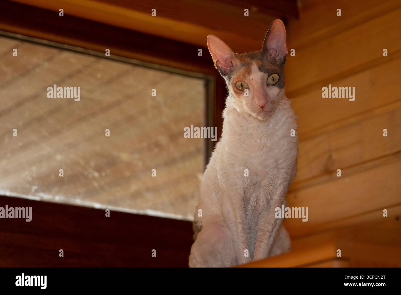 Elegante gatto Cornish Rex con pelliccia corta riccia e grandi orecchie sedute all'interno accanto a una parete e a una finestra in legno. Ritratto unico della razza, animale domestico e retro animale Foto Stock Elegante gatto Cornish Rex con pelliccia corta riccia e grandi orecchie sedute all'interno accanto a una parete e a una finestra in legno. Ritratto unico della razza, animale domestico e retro animale Foto Stock