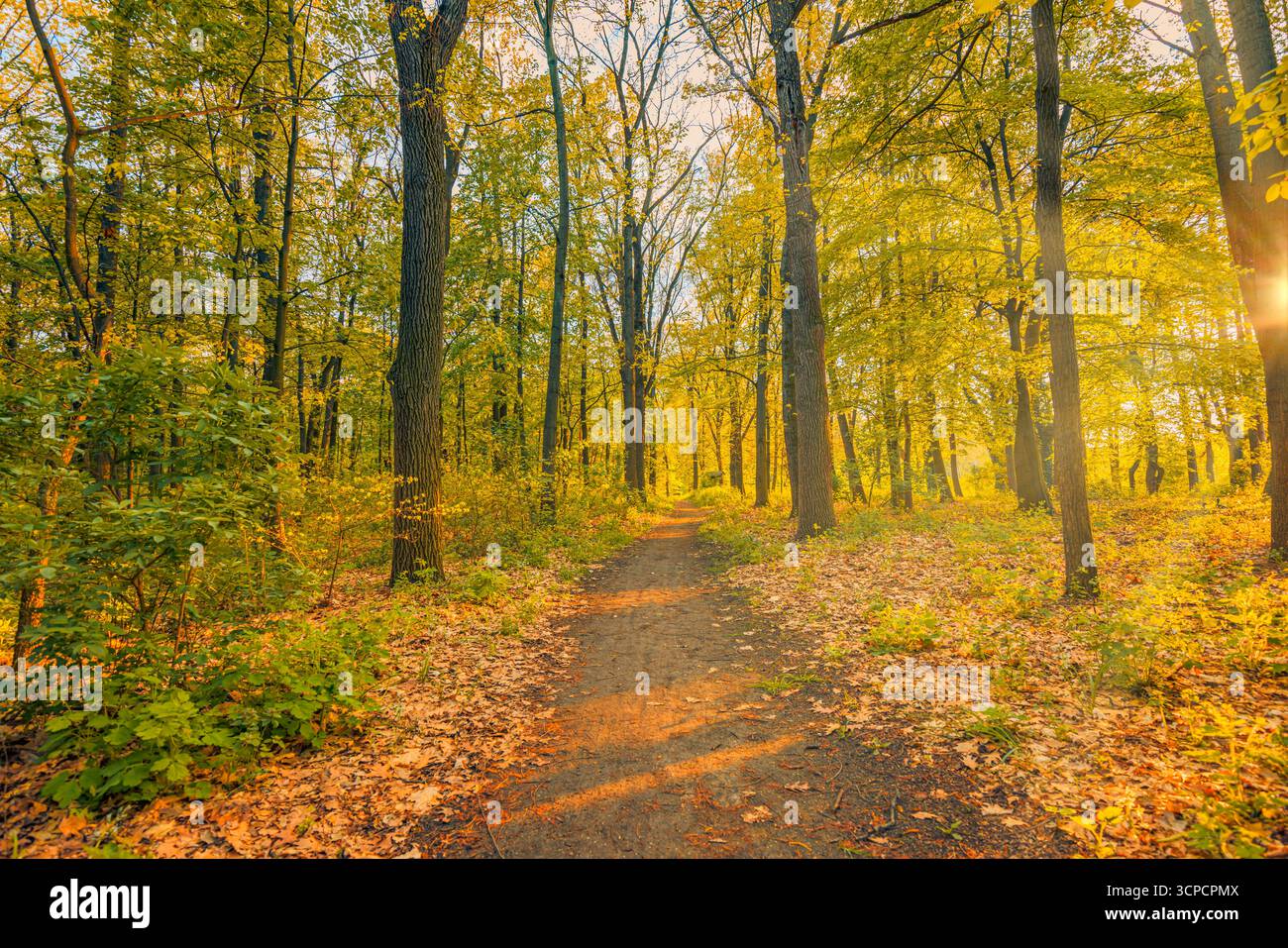 Sentiero boschivo autunnale che si snoda tra alberi dorati con raggi di sole e luce soffusa del tramonto. Natura boschiva stagionale scenografica. Sentiero escursionistico tranquillo in autunno Foto Stock