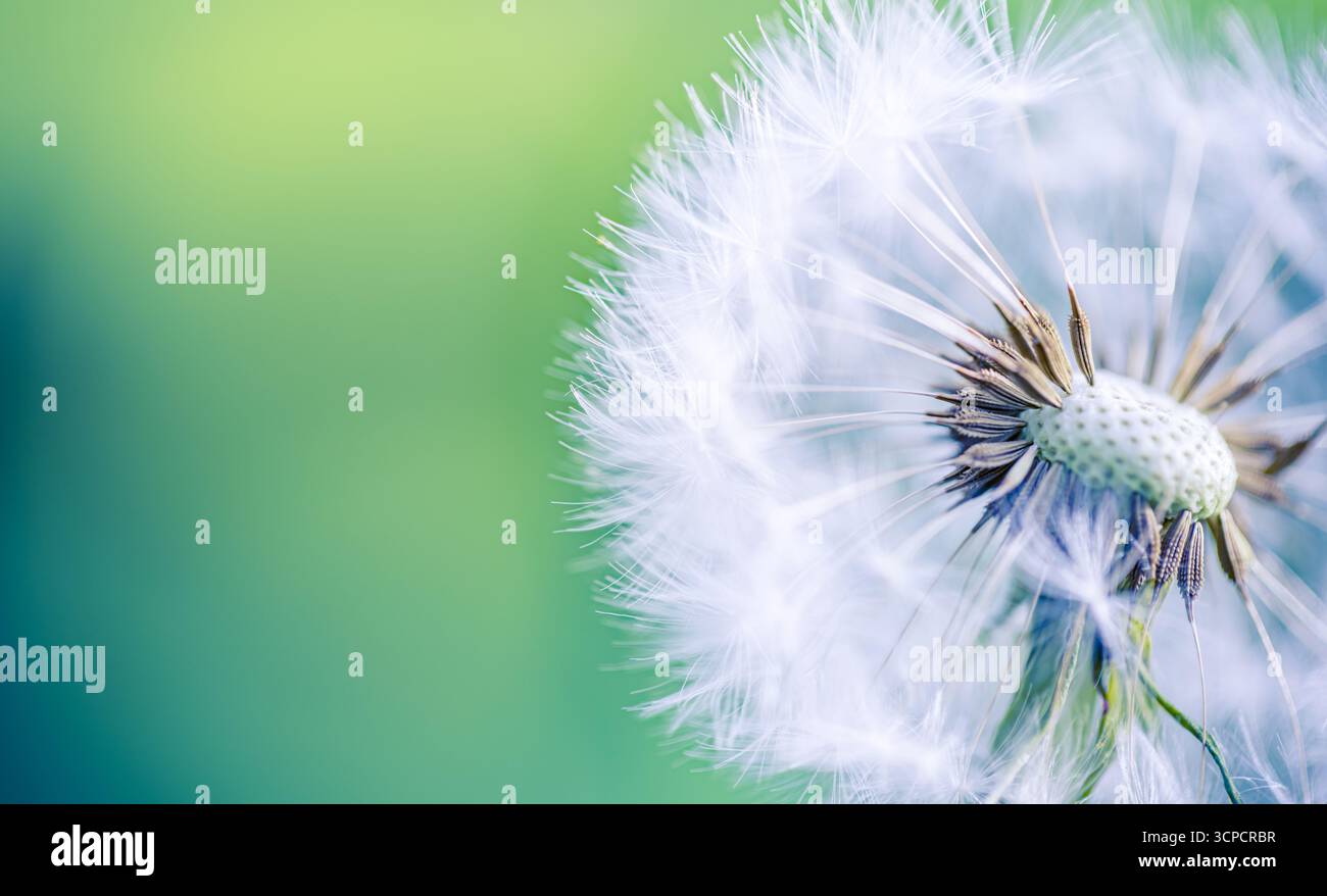 Macro primo piano della testa di seme bianca e sottile del tarassaco su un bokeh verde morbido. Pianta selvatica soffice di tarassaco blowball. Sfondo botanico di natura e fiori selvatici primaverili Foto Stock