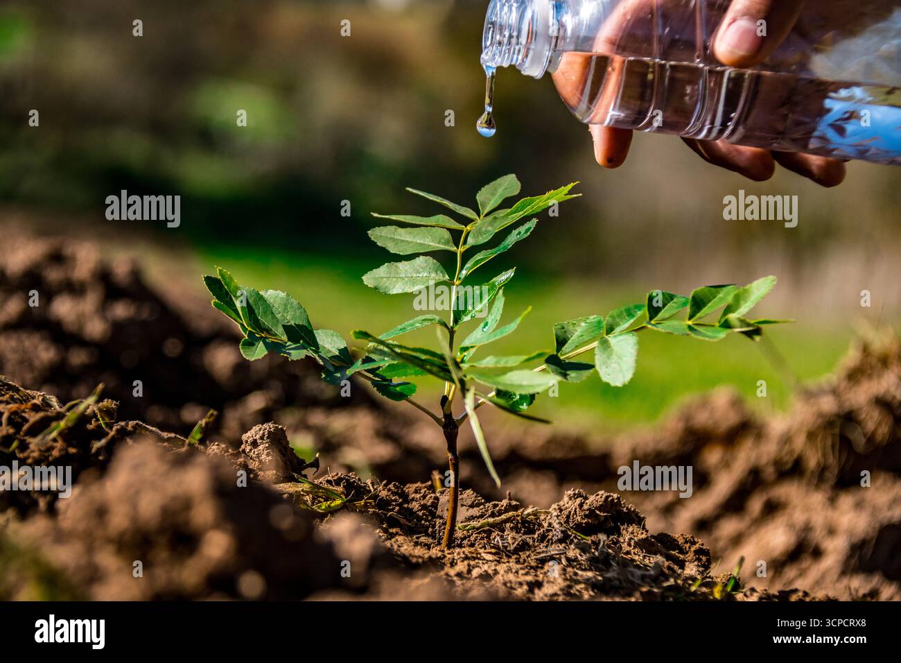 Coltivare il futuro: Crescita sostenibile e protezione ambientale Foto Stock