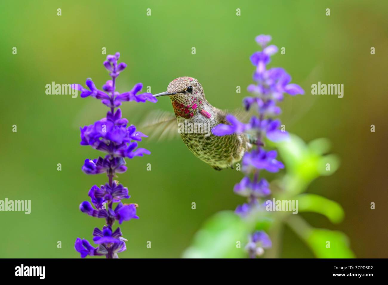 Un colibrì di Anna (Calypte anna) che si nutre di nettare proveniente da un fiore da giardino, Columbia Britannica, Canada Foto Stock