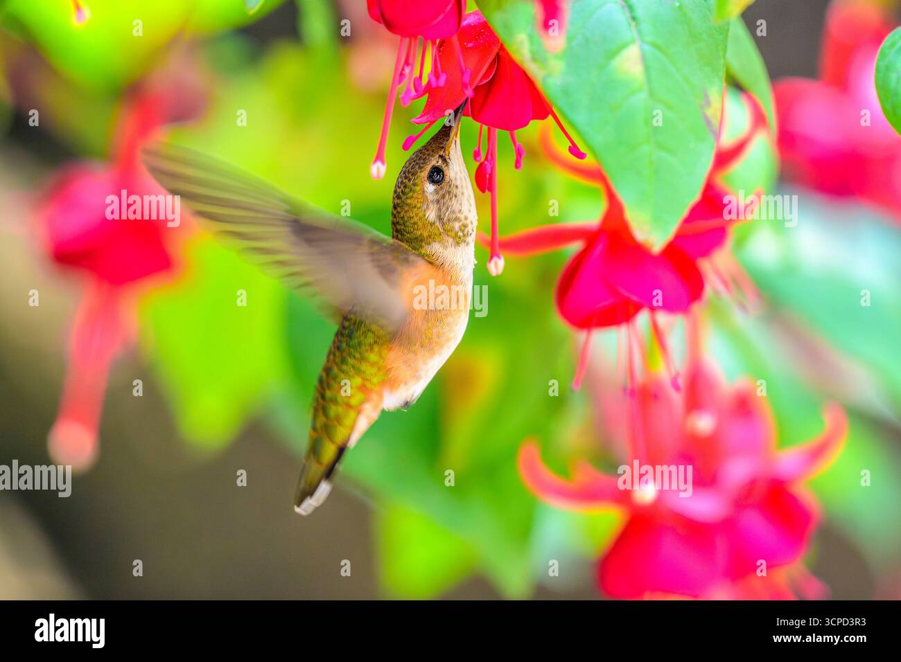 Un colibrì Rufous (Selasphorus rufus) che si nutre di nettare proveniente da un fiore da giardino, Columbia Britannica, Canada Foto Stock