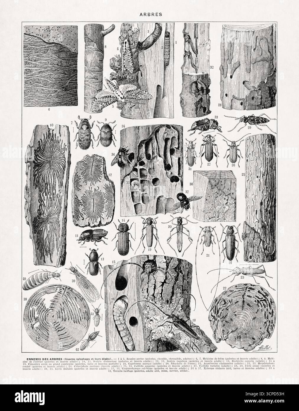 Illustrazione degli insetti che mangiano legna e dei loro danni di Adolphe Philippe Millot da un vecchio dizionario francese. Foto Stock