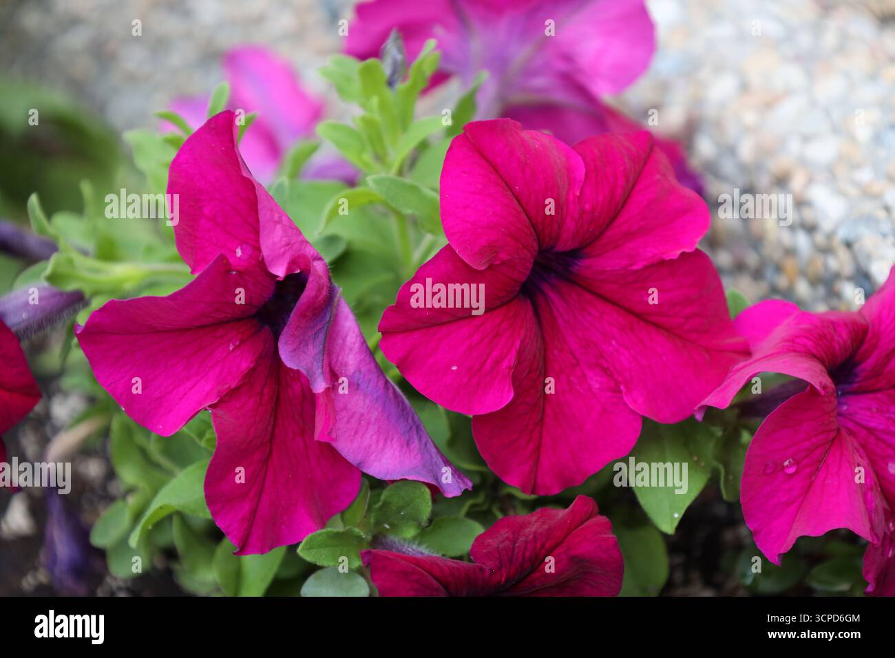 tre fiori rosa rossastro rosso scuro viola con gocce di pioggia su foglie verde medio (macro, primo piano) Foto Stock