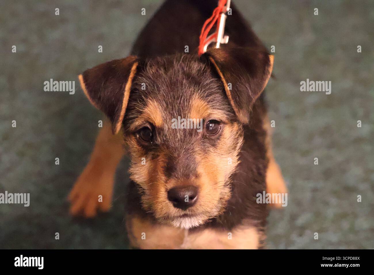 Cucciolo di incrocio Patterdale nero e marrone con una molletta rossa, che guarda la fotocamera su un tappeto Foto Stock