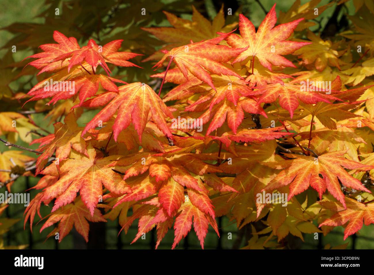 Primo piano del colore delle foglie autunnali di un Acer Foto Stock