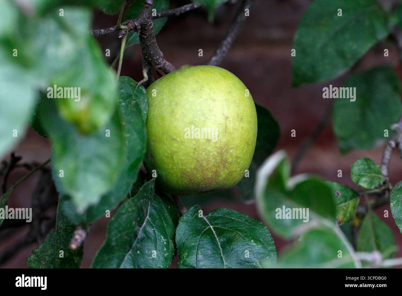 Varietà di mele Lemon Pippin. Mela tradizionale degli anni '1600 Foto Stock