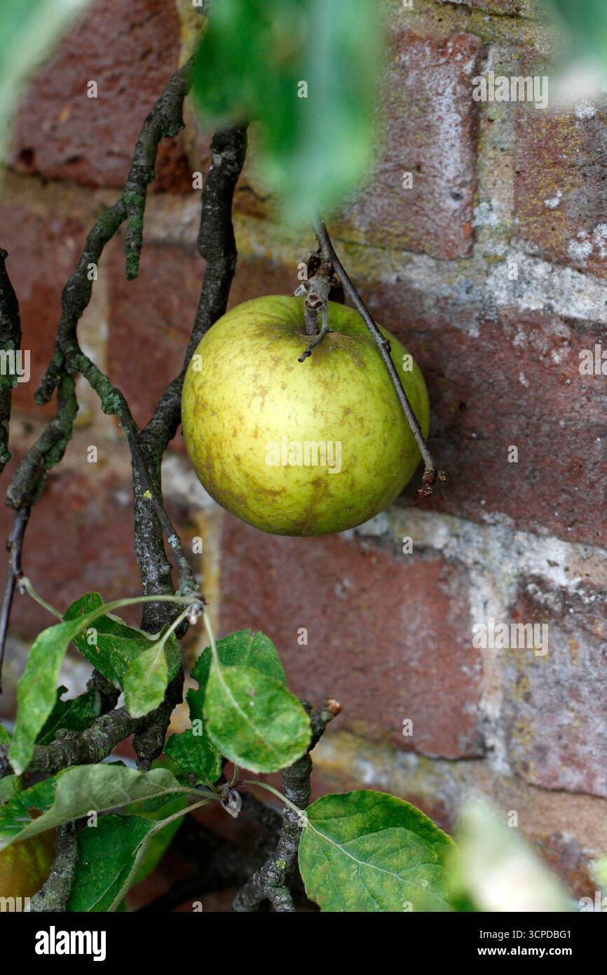 Varietà di mele Lemon Pippin. Mela tradizionale degli anni '1600 Foto Stock