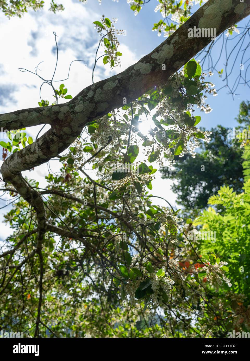 Ramo con fiori e luce solare filtrato attraverso le foglie Foto Stock