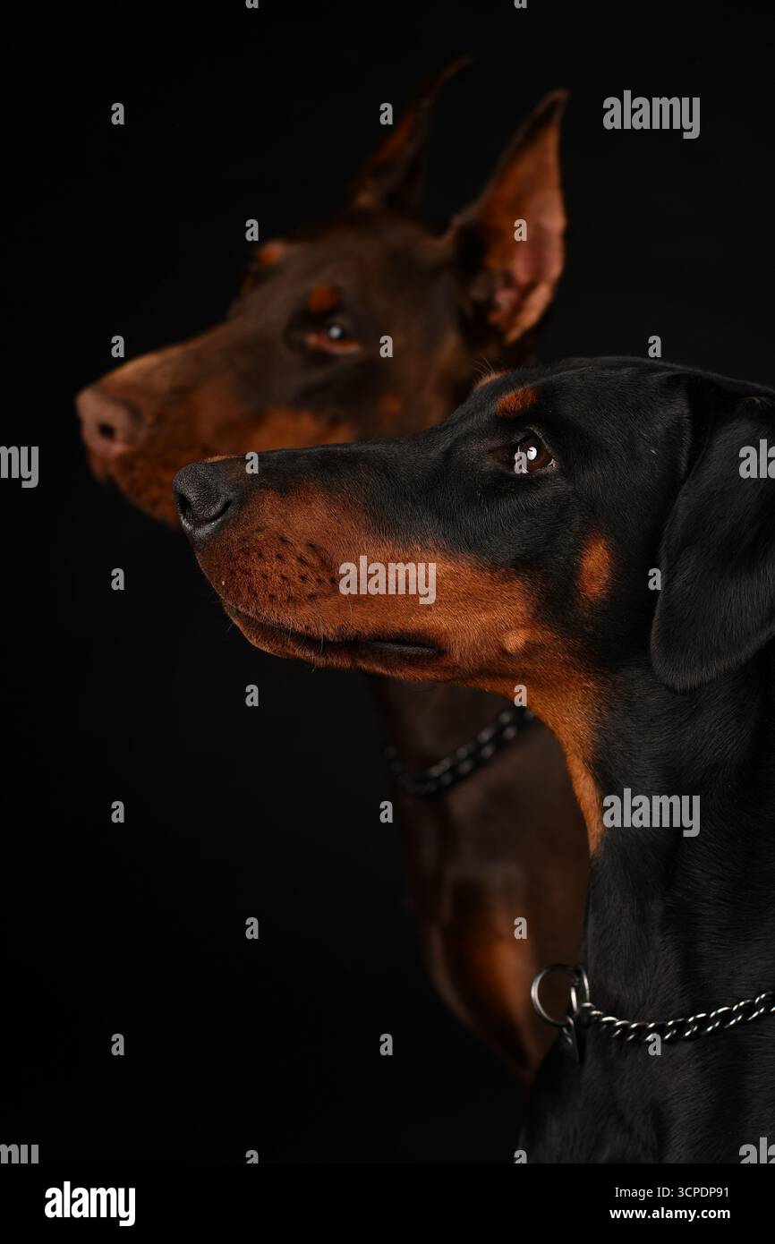 Due Doberman Pinscher, marrone e nero, con orecchie naturali e ritagliate, ritratto in studio Foto Stock