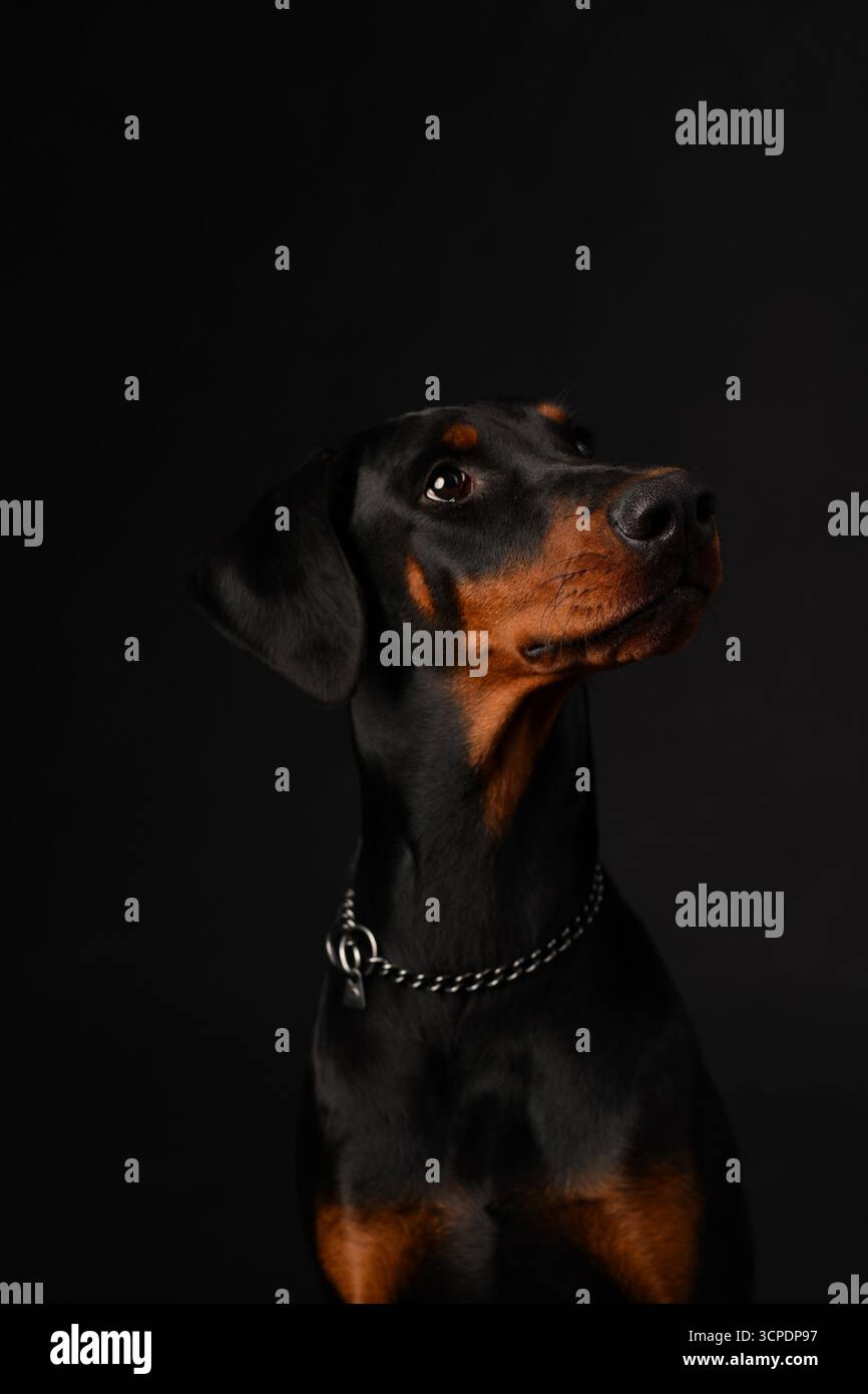 Ritratto di Doberman in studio fotografico su sfondo nero Foto Stock