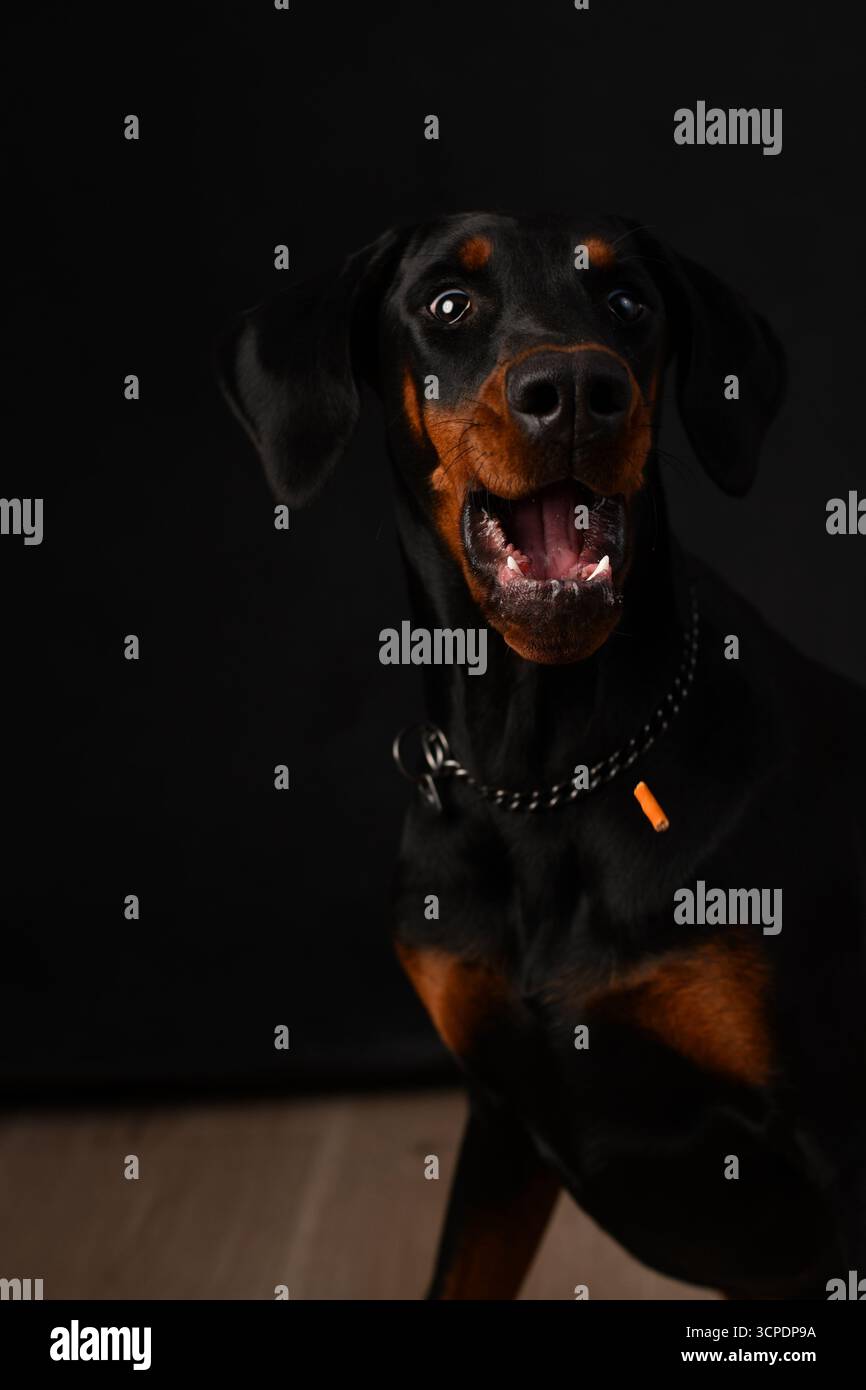 Ritratto di Doberman in studio fotografico su sfondo nero Foto Stock