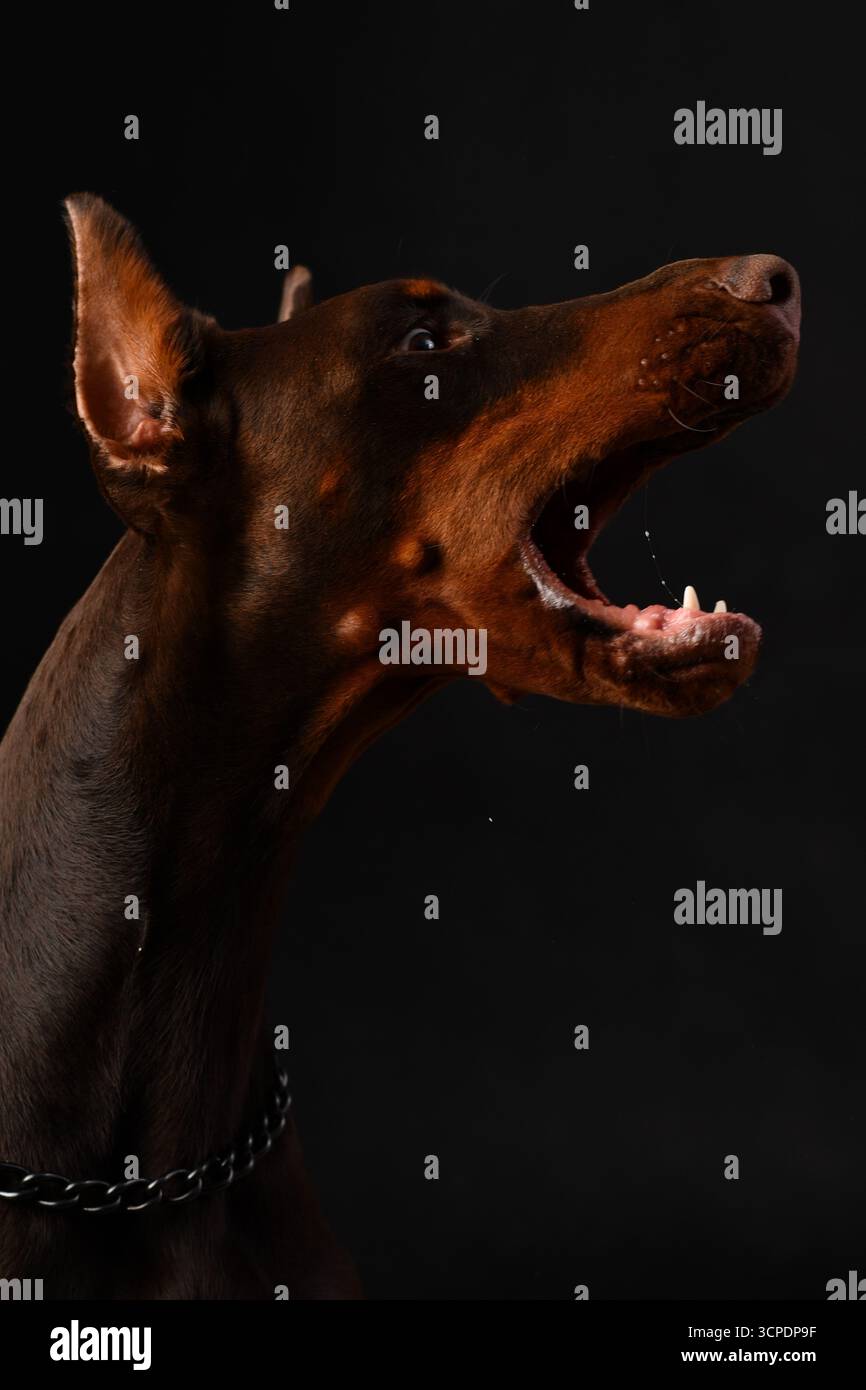 Ritratto di Doberman in studio fotografico su sfondo nero Foto Stock