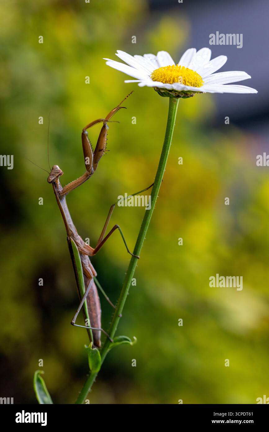 mantide cinesi (Tenodera sinensis) su una margherita fiorita - Brevard, Carolina del Nord, USA Foto Stock