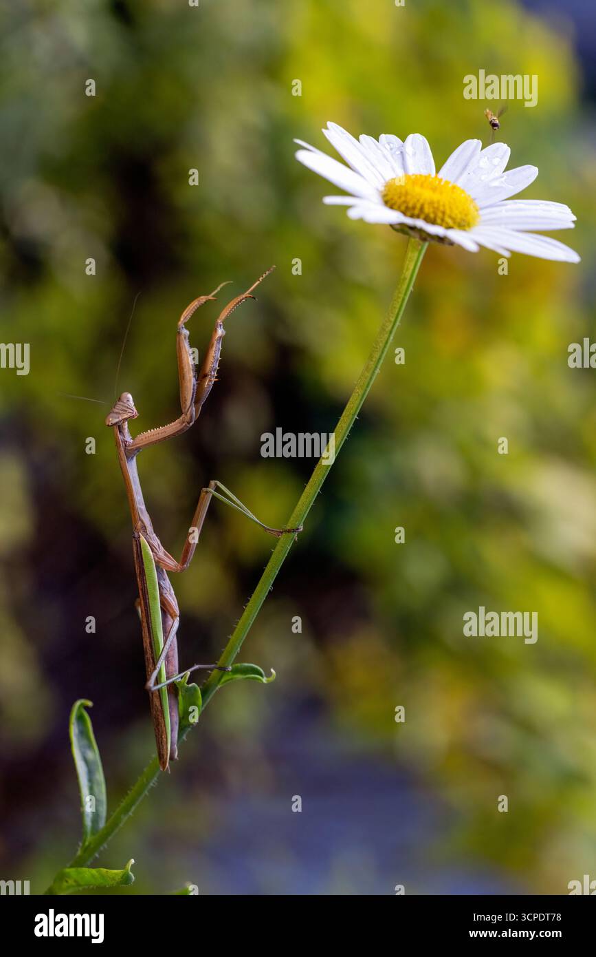 mantide cinesi (Tenodera sinensis) su una margherita fiorita - Brevard, Carolina del Nord, USA Foto Stock