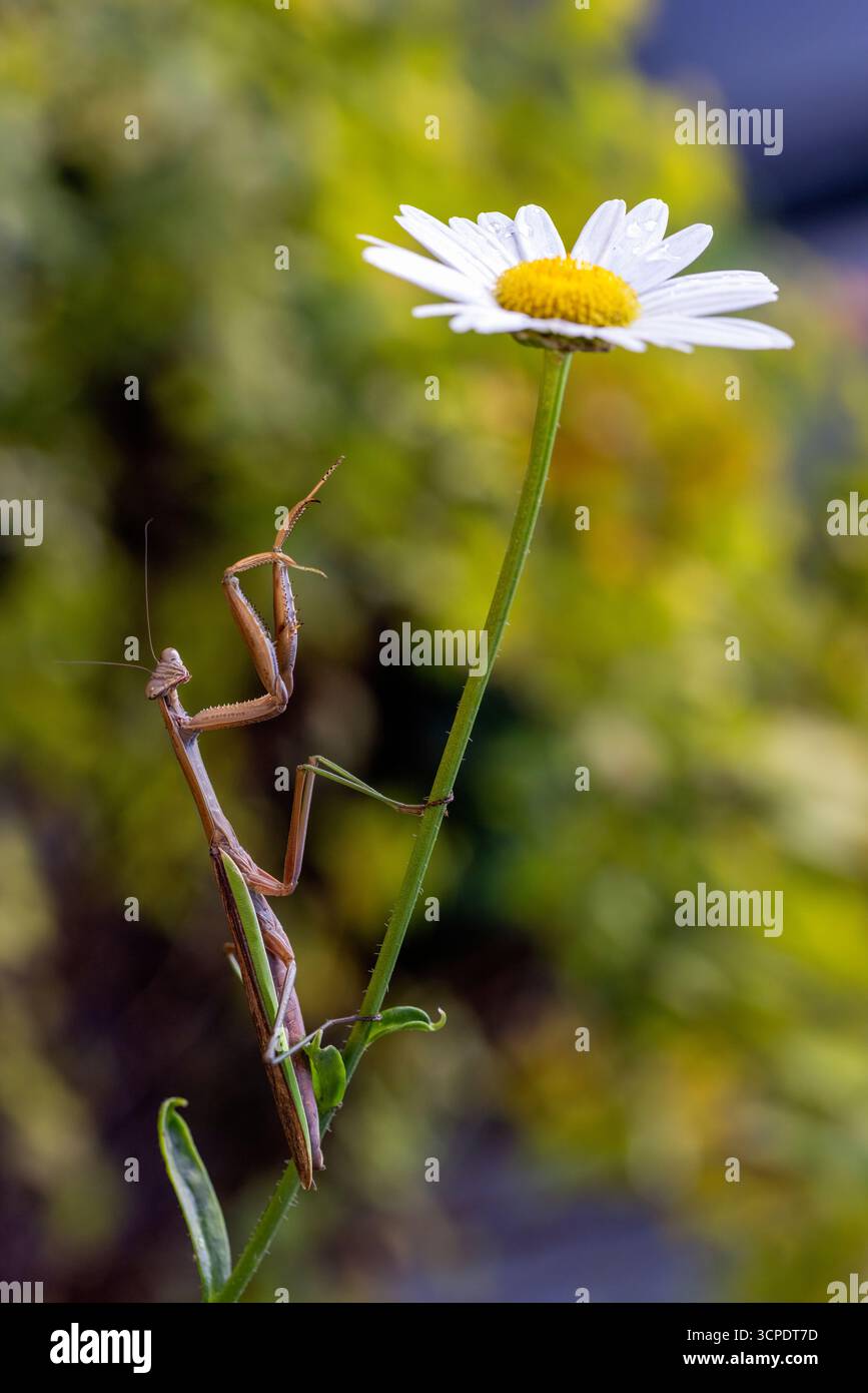 mantide cinesi (Tenodera sinensis) su una margherita fiorita - Brevard, Carolina del Nord, USA Foto Stock