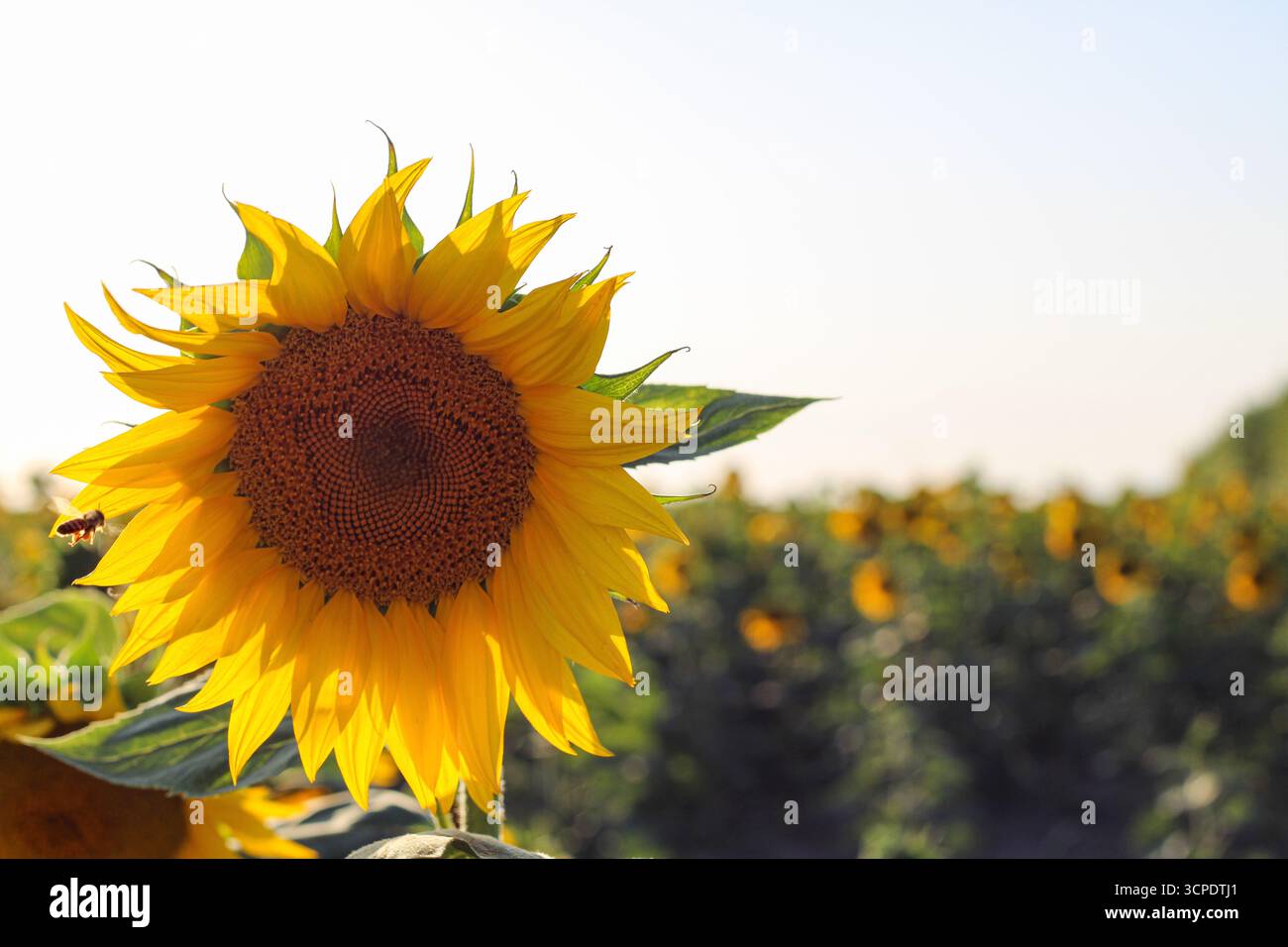Girasole con un'ape in volo, simbolo dell'impollinazione e della natura nei campi estivi. Foto Stock