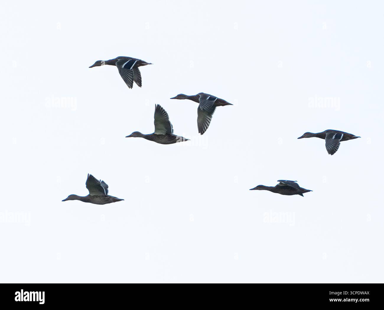 Stormo di anatre dalla testa verde in volo. Anatra Mallard. Silhouette in bianco e nero. Foto Stock