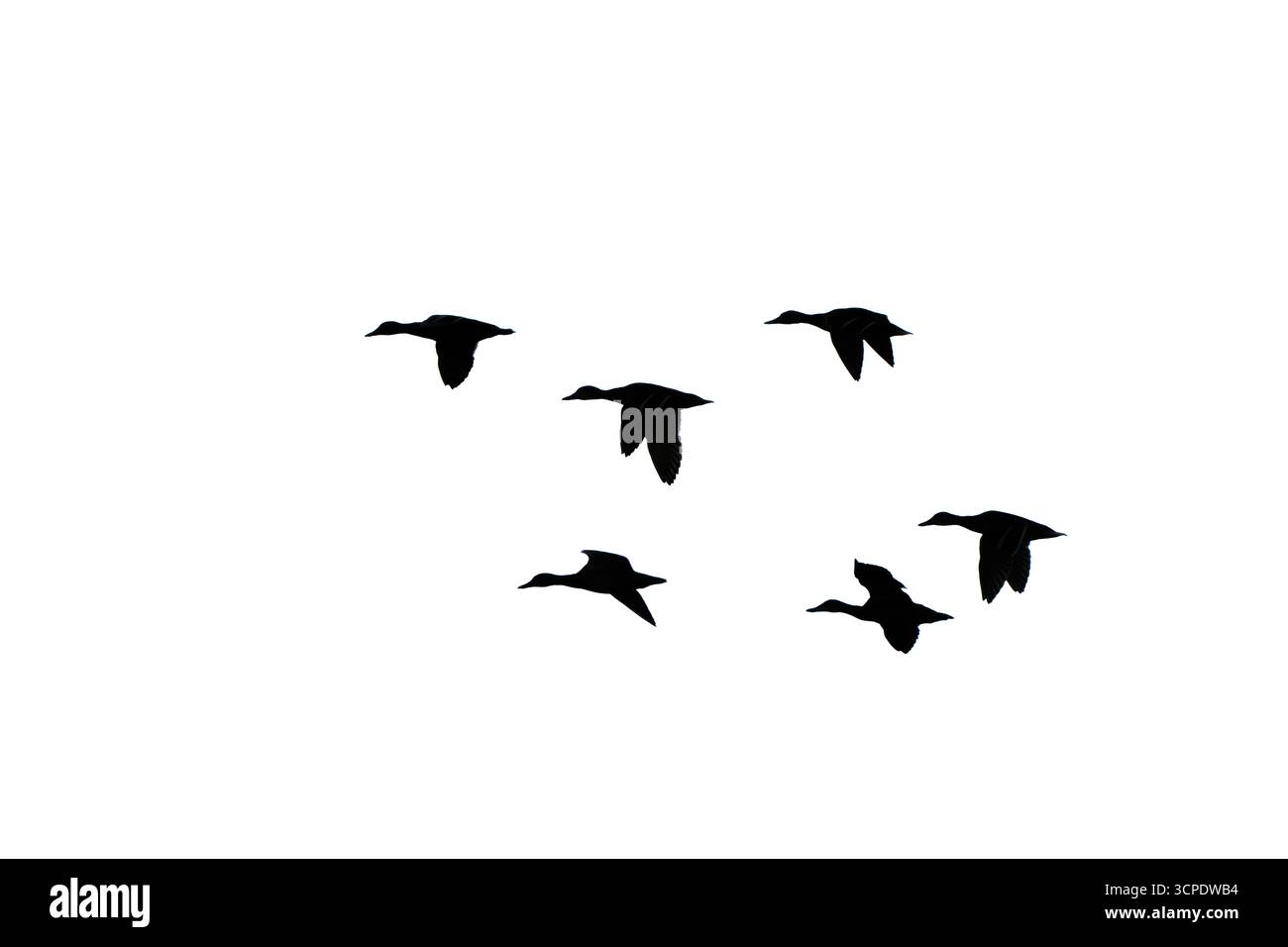 Stormo di anatre dalla testa verde in volo. Anatra Mallard. Silhouette in bianco e nero. Foto Stock
