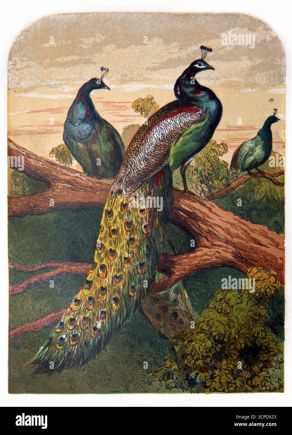 Illustrazione di pavoni durante il periodo biblico dalle letture pittoriche domenicali del XIX secolo del reverendo William Owen volume 1 Foto Stock