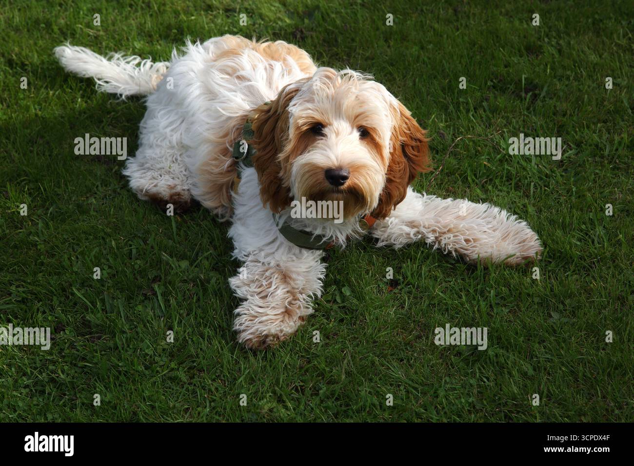 Un giovane Cockapoo di seconda generazione si incrocia tra un Cocker Spaniel e un Poodle che giace sull'erba Foto Stock