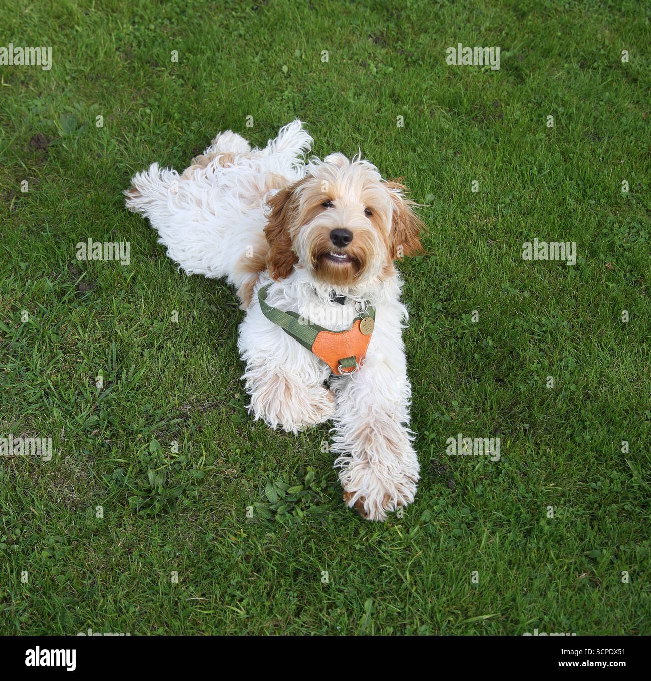 Un giovane Cockapoo di seconda generazione si incrocia tra un Cocker Spaniel e un Poodle che giace sull'erba Foto Stock