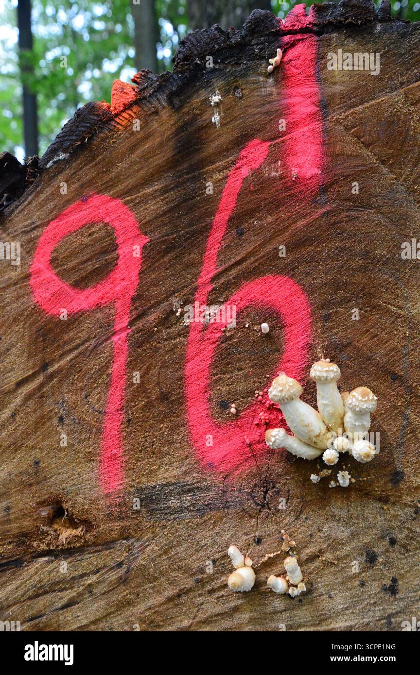 Primo piano del tronco d'albero con contrassegno rosso numero 96 e funghi emergenti, foresta di Las Murckowski, alta Slesia, Polonia, ottobre. Foto Stock