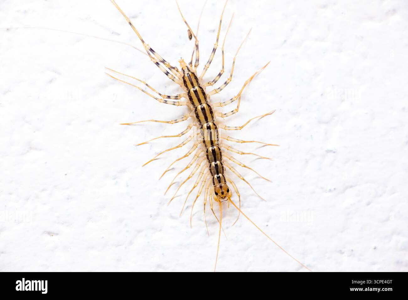 Un Centipede della Casa (Scutigera coleoptrata) che strizza su una parete bianca Foto Stock