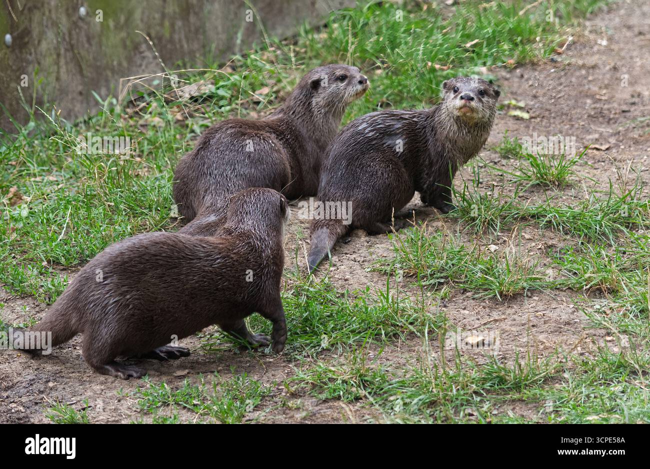 Asian small artigliato otter Foto Stock