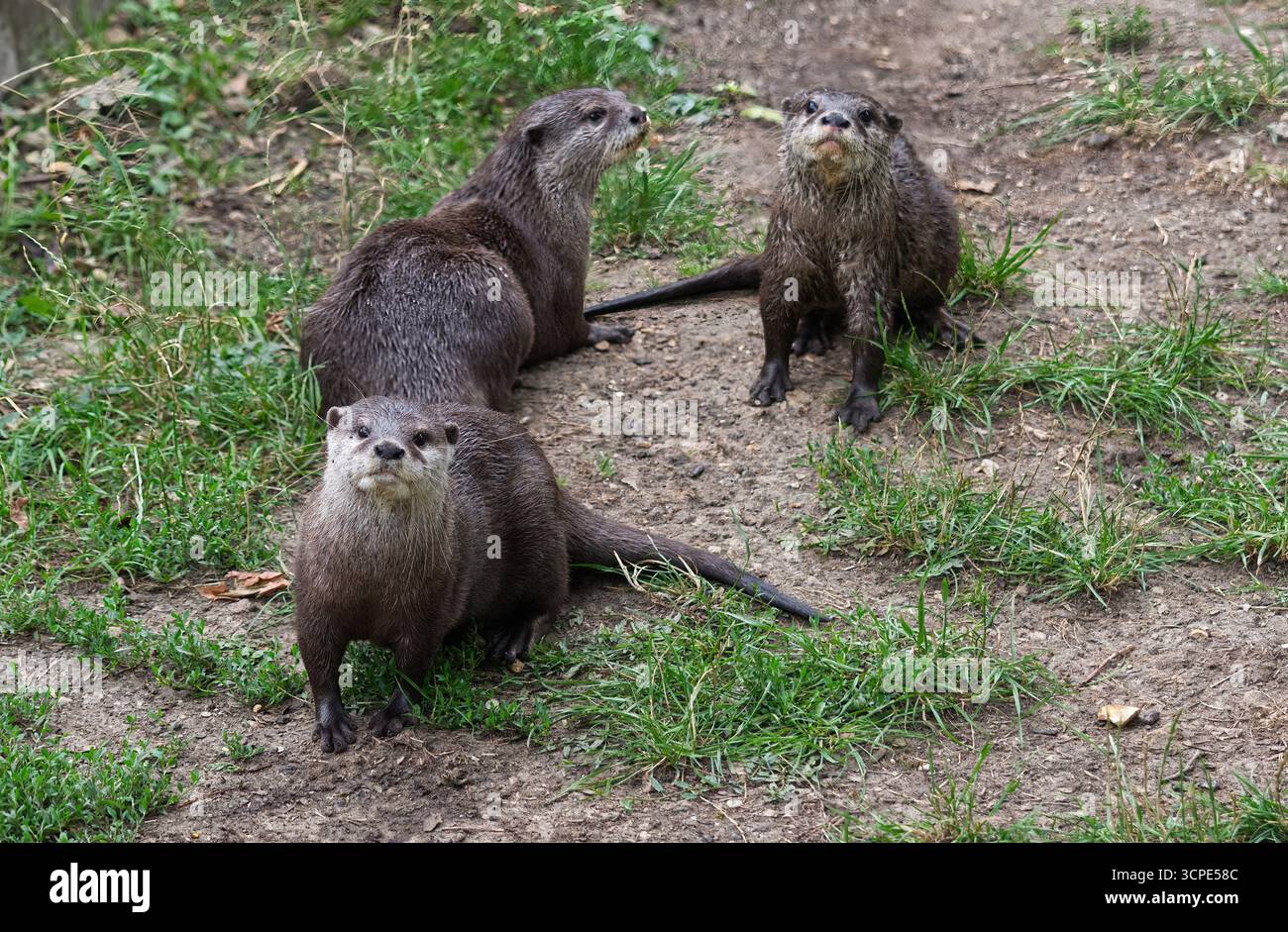 Asian small artigliato otter Foto Stock