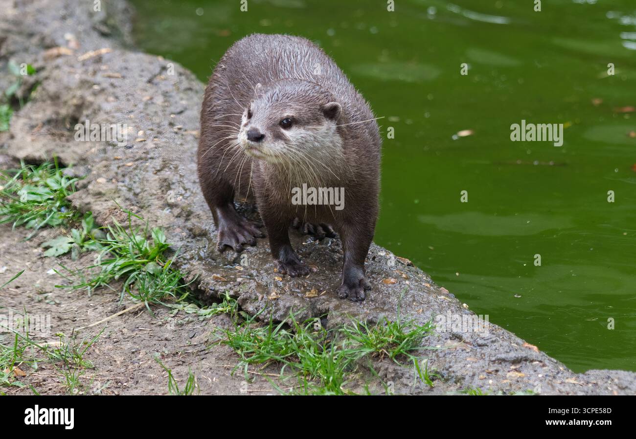 Asian small artigliato otter Foto Stock