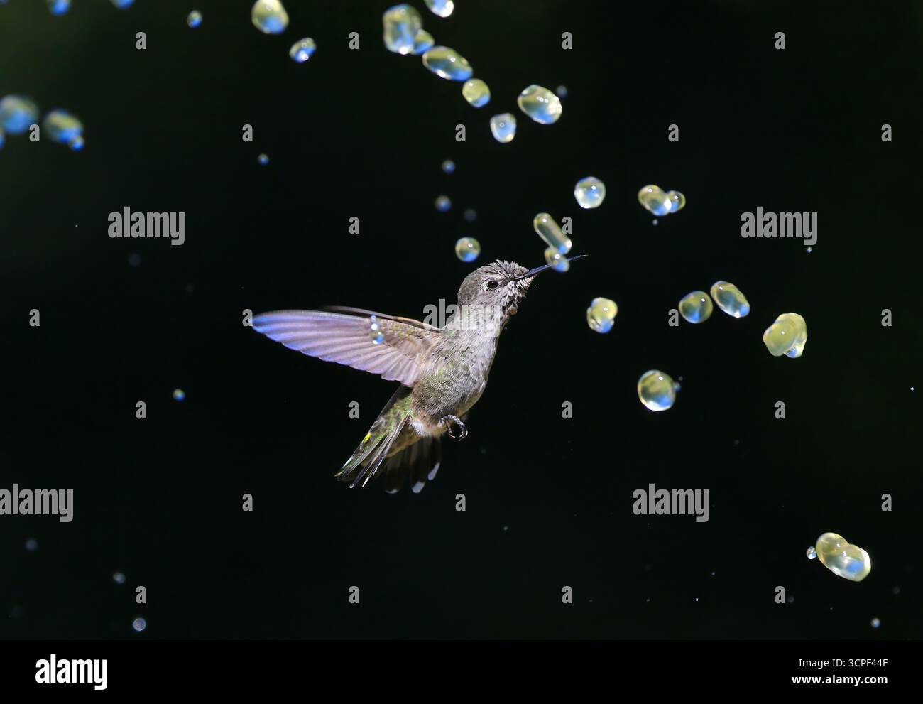 Colibrì con goccioline d'acqua Foto Stock
