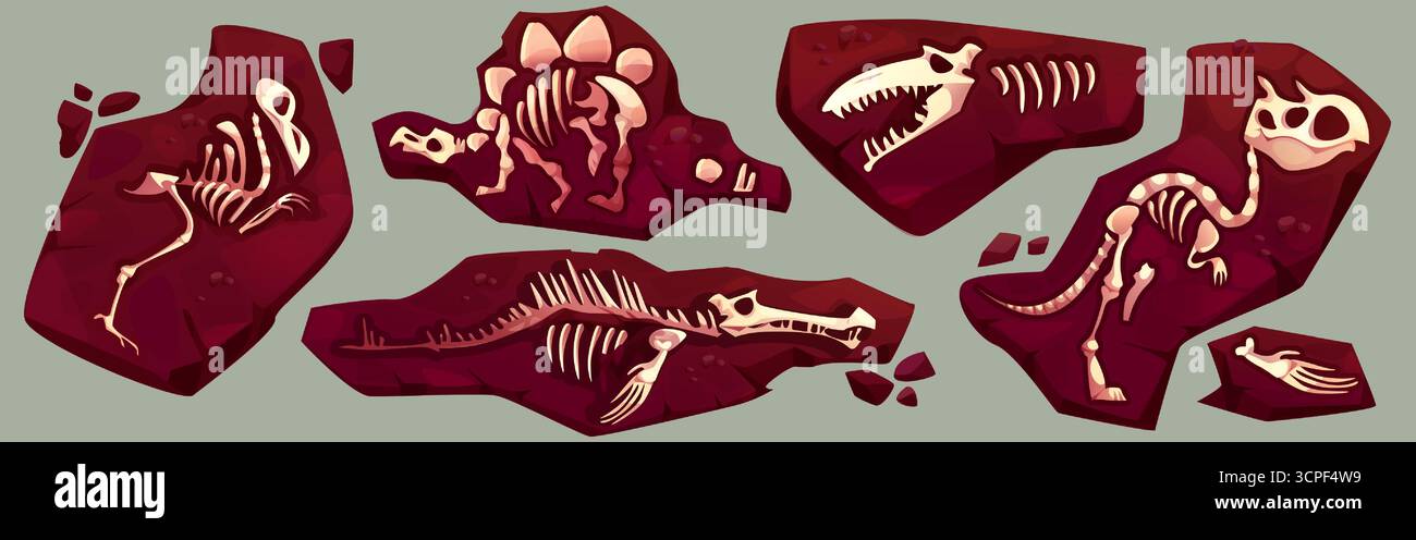 Frammenti di scheletro fossile di dinosauro e ossa nel suolo per esposizioni paleontologiche. Esemplari archeologici di stegosaurus, rettili marini e predatori sono rimasti incastonati nella pietra. Illustrazioni del museo. Illustrazione Vettoriale