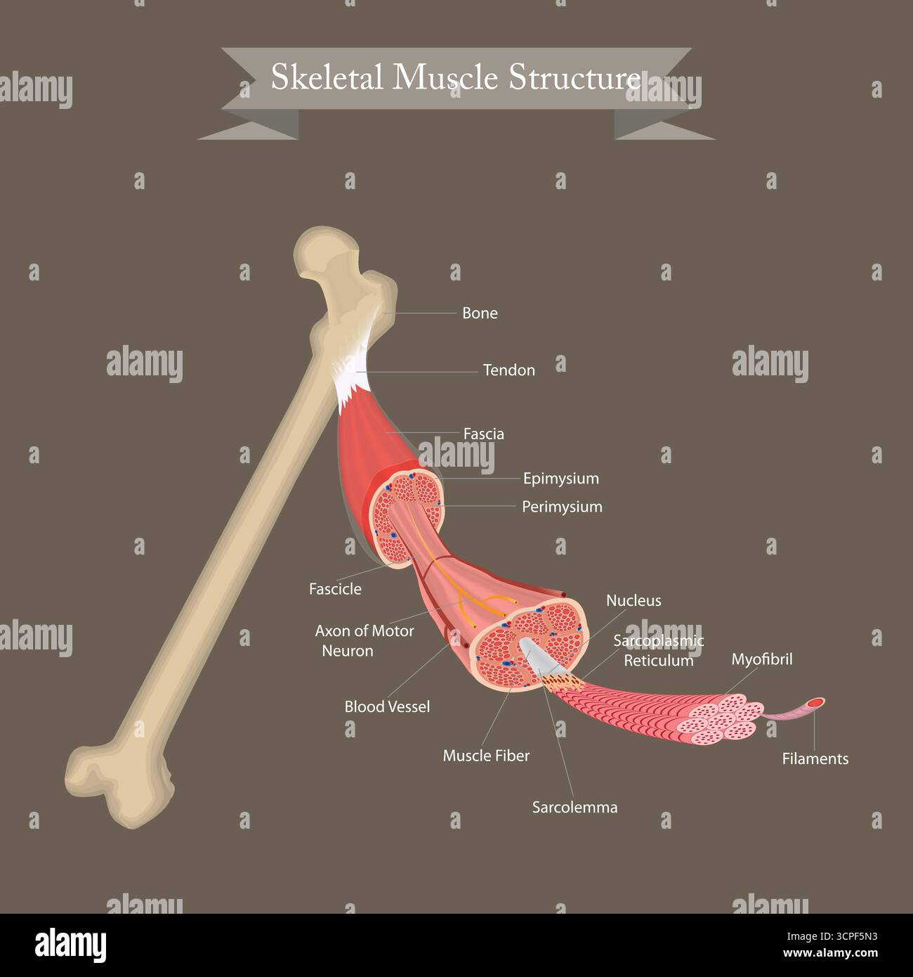 Illustrazione che mostra la struttura dettagliata del muscolo scheletrico collegato a un osso con componenti etichettati su sfondo grigio. Illustrazione Vettoriale