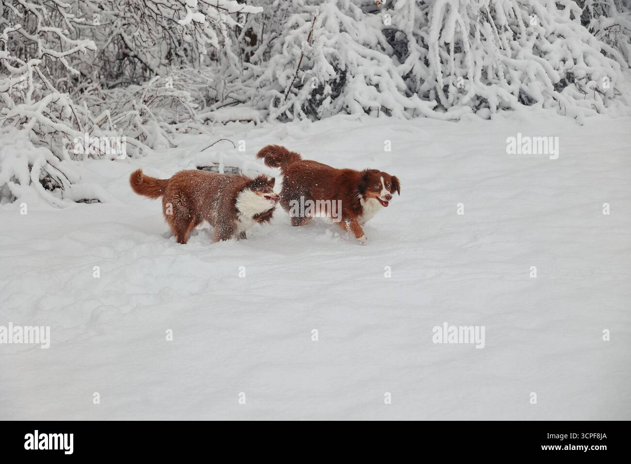 Due cani giocando nella neve Foto Stock