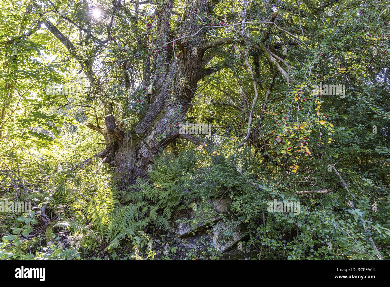 Alberi e cespugli come in una giungla. Crescita selvaggia sulle rovine dell'ex comunità di Gruorn. Il sito abbandonato vicino a Muensingen, nell'Alb svevo Foto Stock
