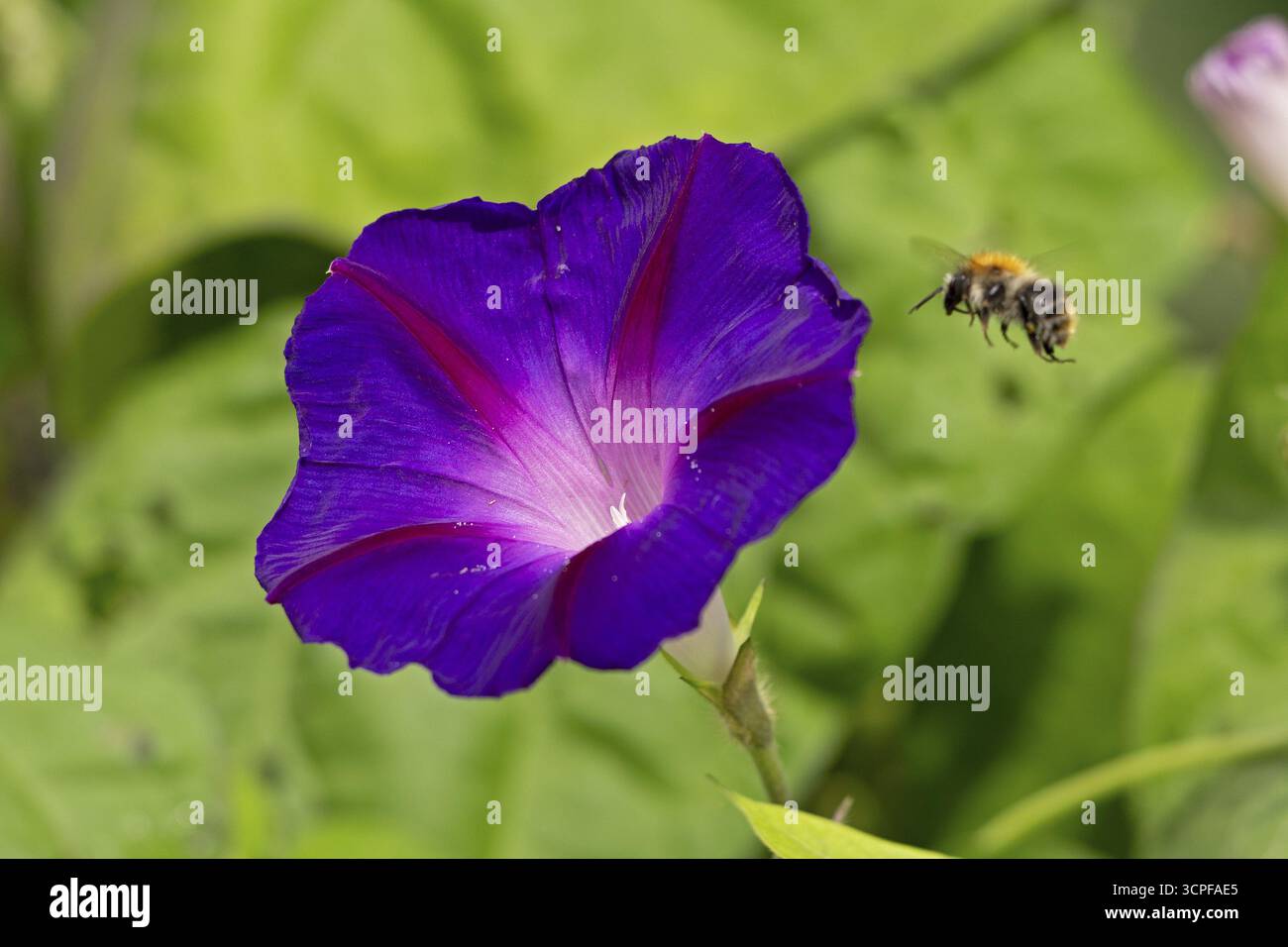Api selvatiche che volano verso un fiore di alghe bindweed (Ipomoea purpurea), Sieversen, Rosengarten, bassa Sassonia, Germania Foto Stock