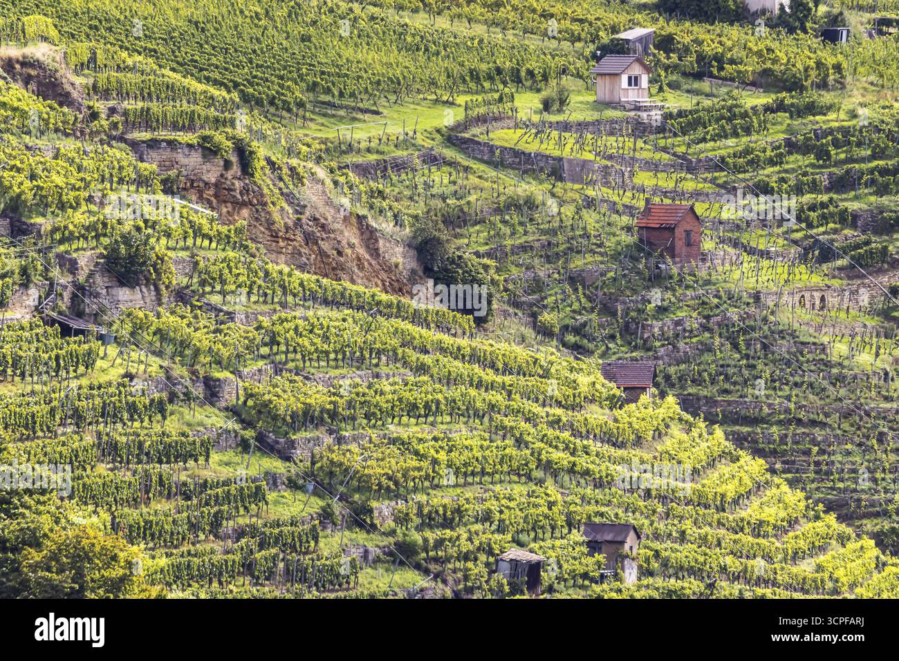 Vigneti terrazzati del vigneto di Zuckerberg. E' qui che matura il Cannstatter Zuckerle. Cottage di vigneti sulle ripide pendici dei vigneti Foto Stock